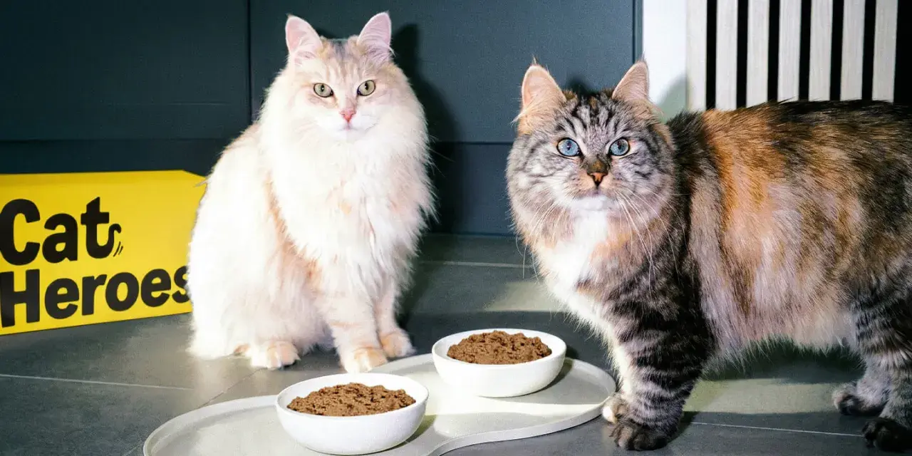 Due gatti soffici attendono con ansia il loro cibo fresco per gatti, servito in ciotole bianche su un vassoio elegante.