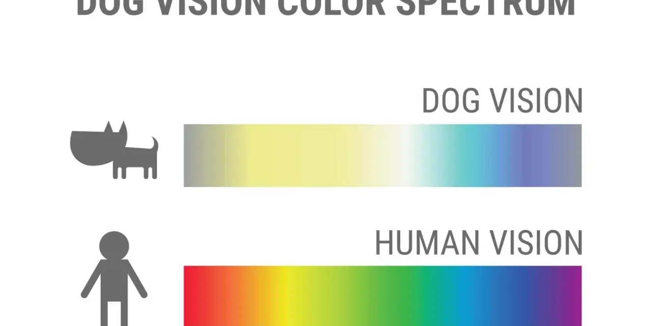Confronto spettro visivo: i cani vedono colori più tenui, dal giallo al blu, mentre gli umani percepiscono un arcobaleno completo.