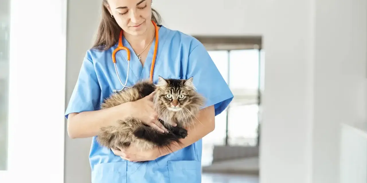 Veterinaria tiene in braccio un gatto dal pelo lungo, con uno sguardo che potrebbe far pensare a un gatto aggressivo, ma è solo un po' spaventato.