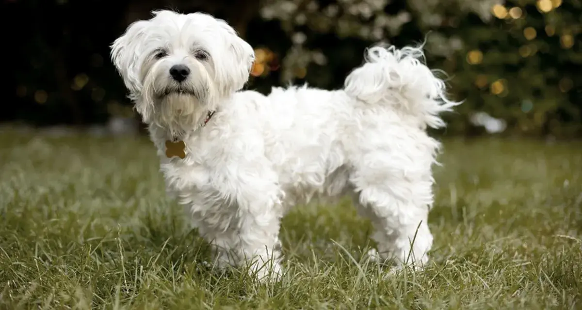Un adorabile cane bolognese, tutto bianco e soffice, posa sull'erba verde.