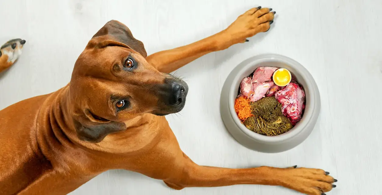 Un cane Rhodesian Ridgeback guarda una ciotola di cibo crudo, un pasto che potrebbe aggravare la pancreatite nei cani.