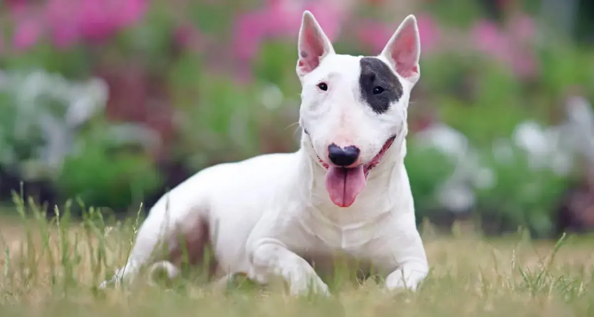 Bull terrier bianco con macchia nera sull'occhio, sdraiato sull'erba. Nonostante la sua apparenza, non è tra i cani da guardia pericolosi.