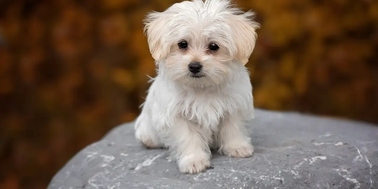 Dolce cane maltese bianco, seduto su una roccia con uno sfondo autunnale sfocato.