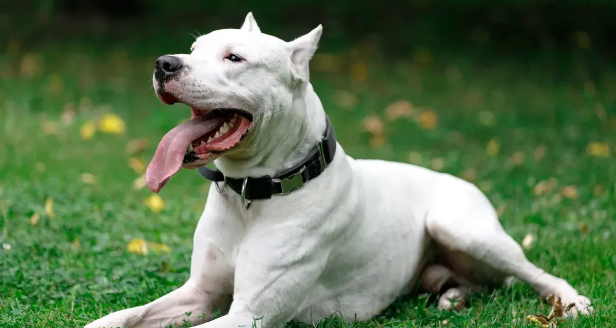 Un maestoso dogo argentino riposa sull'erba verde, con la lingua fuori e gli occhi rivolti verso l'alto, godendosi una giornata all'aperto.