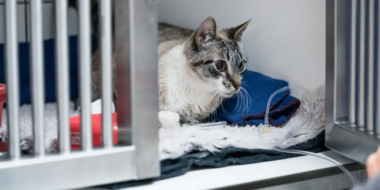 Gatto con edema polmonare in gabbia veterinaria, riceve fluidi tramite flebo.