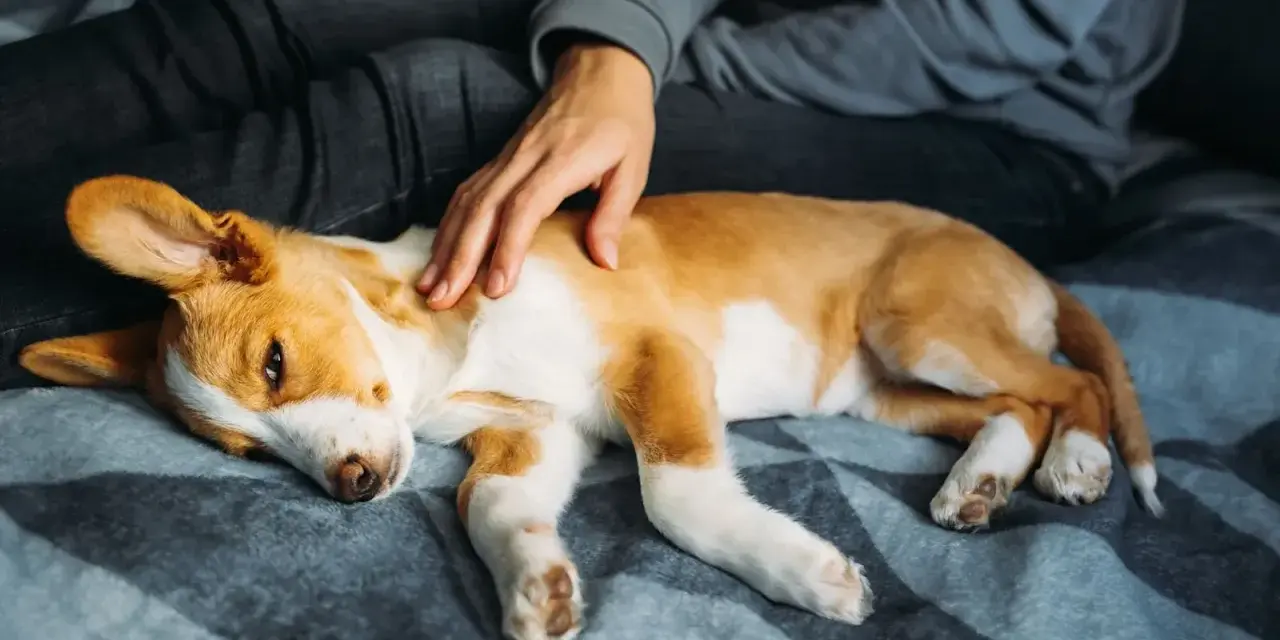 Un cucciolo di cane, con pelo bianco e arancione, dorme accoccolato su una coperta. Una mano lo accarezza dolcemente. Speriamo non sia un caso di meningite cane.