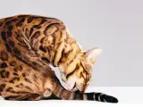 Gatto bengala con mantello maculato si lecca la coda, mostrando la sua igiene meticolosa, forse un segno di iperestesia felina.