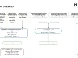 Algoritmo per il mastocitoma cane: valuta grado, margini, linfonodi e mutazioni C-KIT per definire terapie adiuvanti, biologiche o chemioterapia.