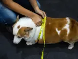 Misurare il corgi per capire come far dimagrire il cane. La circonferenza toracica è fondamentale per monitorare il peso.