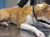 Cane con pomfi sul corpo, possibili sintomi di cane allergico all'erba.