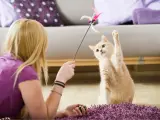 Un gatto affettuoso gioca con un giocattolo piumato, con la zampa alzata in un momento di divertimento.