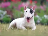 Bull terrier bianco con macchia nera sull'occhio, sdraiato sull'erba. Nonostante la sua apparenza, non è tra i cani da guardia pericolosi.