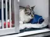 Gatto con edema polmonare in gabbia veterinaria, riceve fluidi tramite flebo.