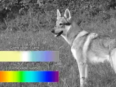 Un cane in un prato, con barre colorate che mostrano come vedono i cani (giallo, blu) e come vede l'uomo (arcobaleno).