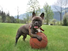 Un adorabile bulldog francese, con le sue tipiche dimensioni, gioca con un pallone da basket in un prato verde.