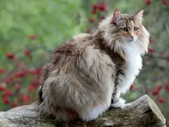 Un magnifico gatto norvegese delle foreste, con folta pelliccia e occhi verdi, posa su un tronco d'albero.