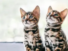 Due gattini di razze di gatti comuni, con mantello maculato e occhi azzurri, guardano incuriositi verso l'alto.