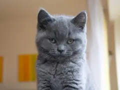 Gatto certosino con sguardo penetrante, la sua intelligenza traspare dagli occhi ambrati.