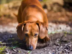 Bassotto marrone annusa il terreno, forse per capire perchè il cane mangia la terra.