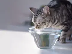 Un gatto tigrato beve da una ciotola di vetro trasparente. Ecco come far bere il gatto, assicurandosi che abbia sempre acqua fresca.