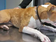 Cane con pomfi sul corpo, possibili sintomi di cane allergico all'erba.