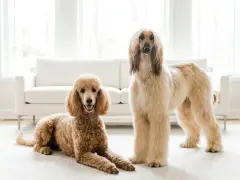 Un barboncino color caramello e un levriero afgano, un vero cane gigante, posano su un tappeto bianco davanti a un divano.
