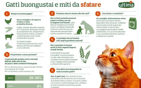 Gatti: cosa non possono mangiare? No al cibo per cani, sì a proteine varie. L'alimentazione felina è specifica.