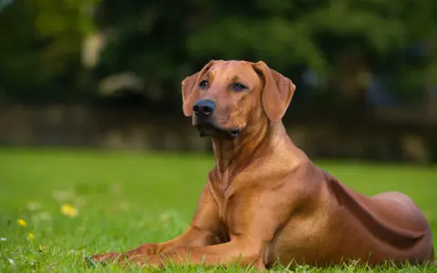 Un maestoso Rhodesian Ridgeback nero, con il suo mantello lucido, riposa sull'erba verde.