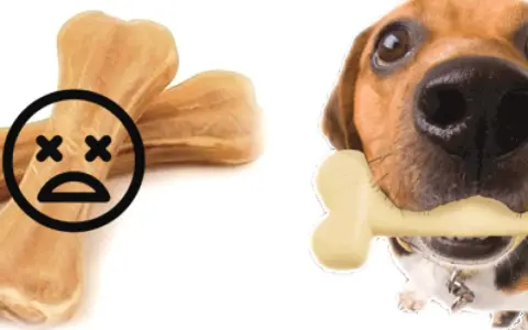 Attenzione: un osso di pelle per cani fa male. Un cane felice con un osso finto.