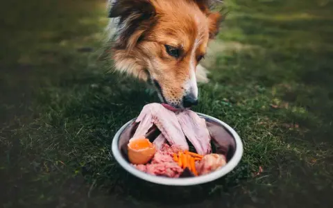 Un cane assaggia un pasto BARF: ali di pollo crude, carne macinata, uovo e carote in una ciotola sull'erba.