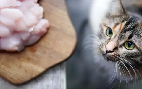 Un gatto tigrato con occhi verdi guarda con interesse un tagliere con pezzi di pollo crudo, suggerendo che i gatti possono mangiare il pollo.