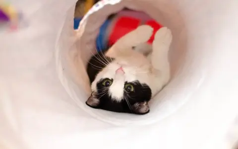 Gatto bianco e nero gioca in un tunnel, un'idea divertente per i giochi da fare con i gatti.