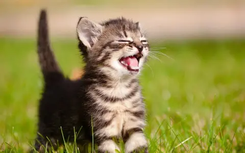 Un gattino tigrato di 3 mesi, con un vivace miagolio, corre sull'erba verde.