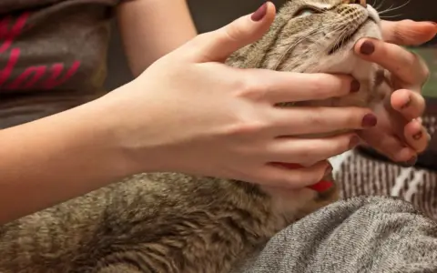 Mani che accarezzano delicatamente un gatto tigrato, forse per alleviare il disagio di un massaggio gatto stitico.