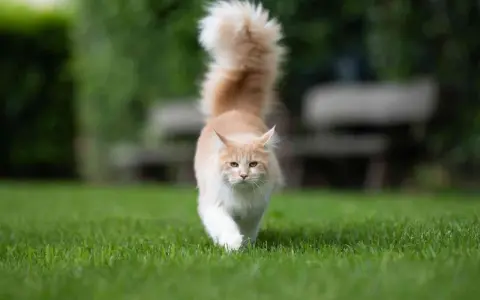 Un gatto Maine Coon color crema cammina sull'erba con la coda alta. Chissà perchè il gatto muove la coda in questo modo, forse è curioso o felice.