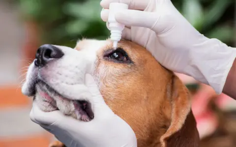 Mani guantate applicano gocce oculari a un beagle. Il cane ha un'espressione paziente mentre riceve il trattamento.