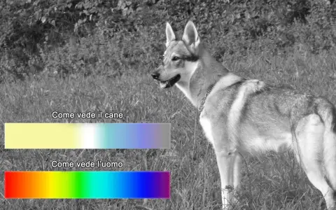 Un cane in un prato, con barre colorate che mostrano come vedono i cani (giallo, blu) e come vede l'uomo (arcobaleno).