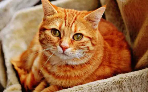 Gatto rosso dal carattere fiero, con occhi verdi penetranti, riposa su una morbida coperta.