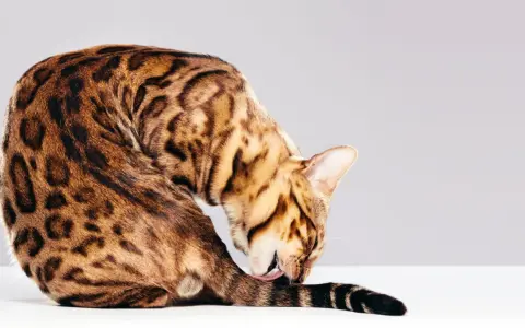 Gatto bengala con mantello maculato si lecca la coda, mostrando la sua igiene meticolosa, forse un segno di iperestesia felina.