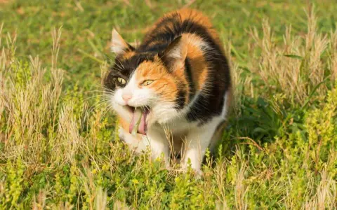 Calico cat with tongue out, appearing to vomit in tall grass.