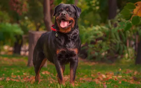 Un maestoso carattere rottweiler maschio, con la lingua fuori e un collare rosso, posa in un parco autunnale.