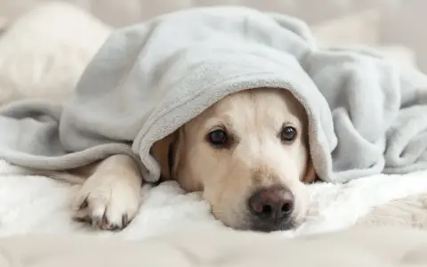 Un cane si nasconde sotto una coperta, forse per sentirsi più sicuro, come se fosse sotto al letto.