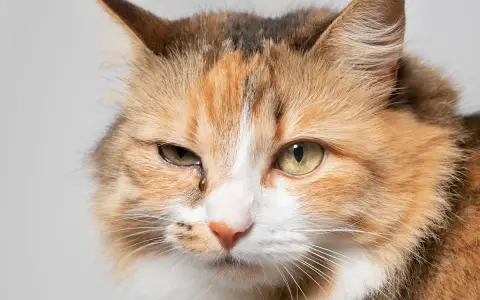 Occhi dolci e un po' tristi di un pica gatto tricolore, con una goccia che scende dall'occhio sinistro.