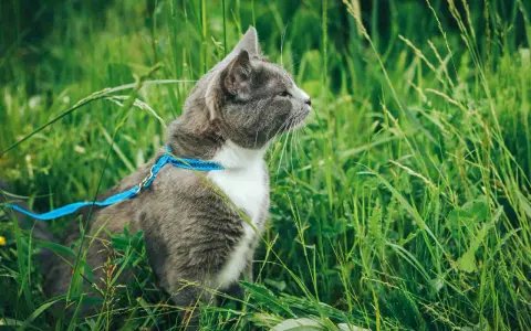Gatto grigio con pettorina blu in mezzo all'erba alta. Un esempio di come abituare il gatto al guinzaglio per esplorare la natura in sicurezza.
