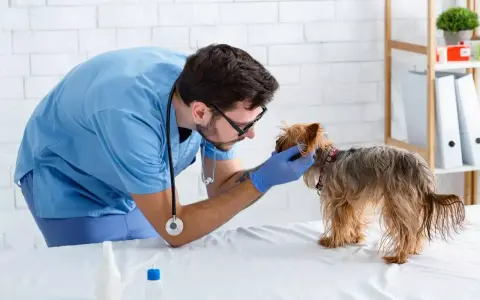 Veterinario esamina un yorkshire terrier, cercando il miglior nutrizionista per cani per una dieta equilibrata.
