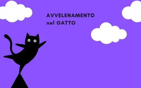 Un gatto nero stilizzato con occhi bianchi, su sfondo viola con nuvole. Il testo "AVVELENAMENTO nel GATTO" suggerisce un pericolo.