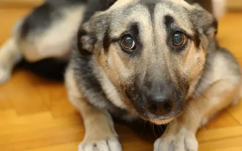 Un cane pauroso con occhi grandi e imploranti, sdraiato su un pavimento di legno. Sembra spaventato e cerca conforto.