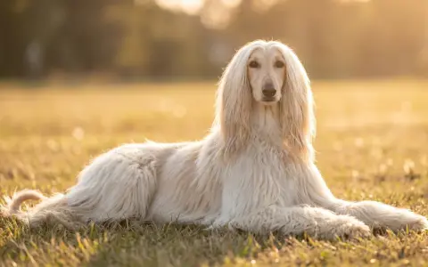 Un maestoso levriero afgano, uno dei cani grandi pelosi, riposa sull'erba dorata al tramonto.