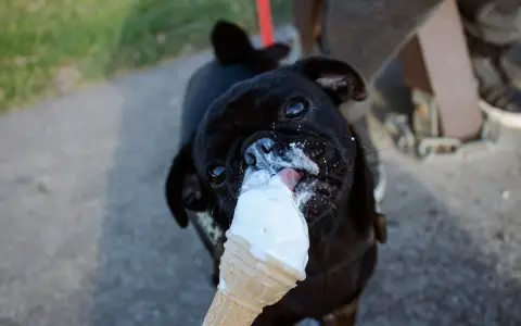 Un cane nero, con la faccia sporca di gelato, lecca felicemente un cono. Il cane può mangiare il gelato, che gioia!