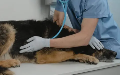 Veterinario visita un cane. Se il tuo cane ha crisi epilettiche, quando preoccuparsi?